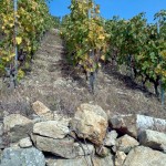 The vineyards of Jean Luc Colombo